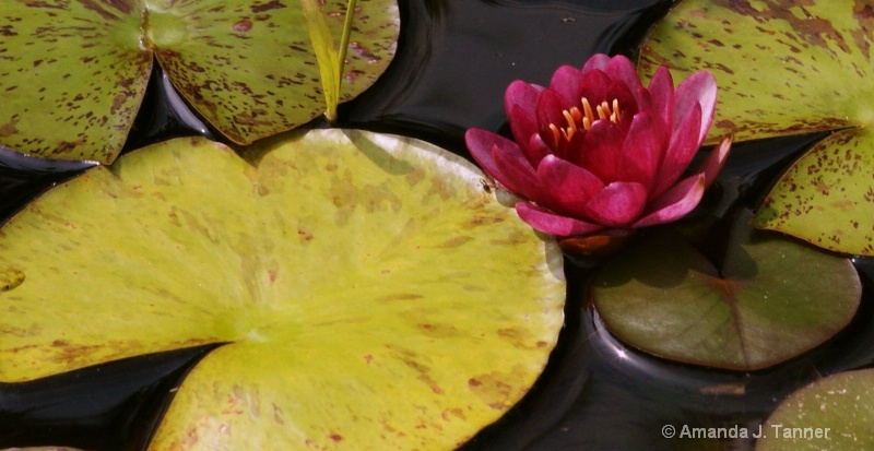 Pink Lily Bloom