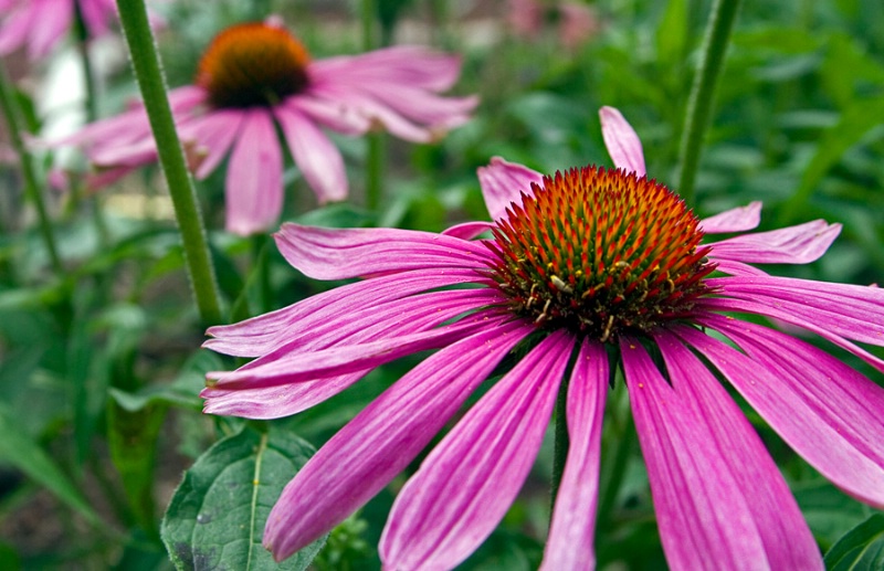 Pink Blooms