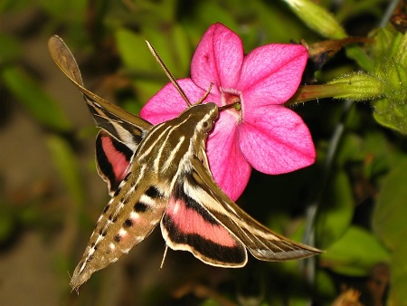 Moth Joy