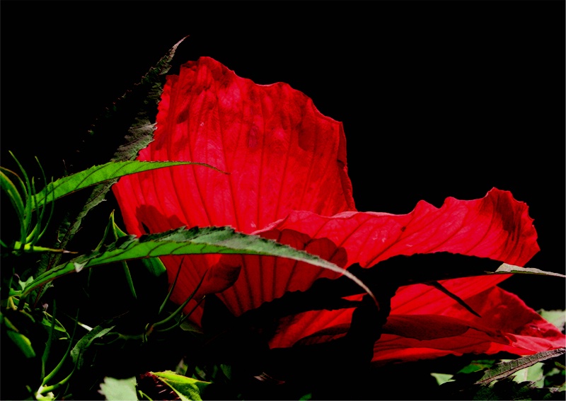 Hibiscus at the Corner