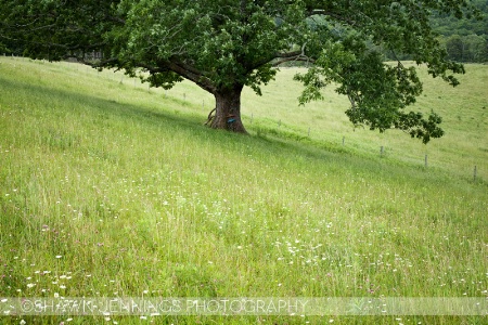 The Ol' Oak Tree