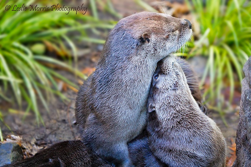 Significant Otters - ID: 13234269 © Leslie J. Morris