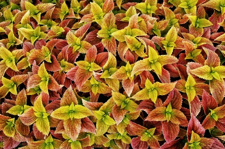 Colorful Coleus