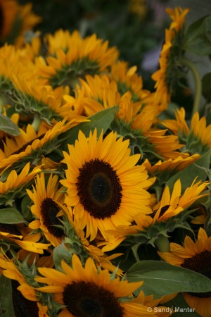 Market Sunflowers