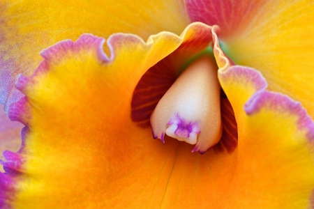 Cattleya Orchid