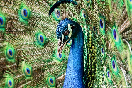 Determined Peacock 