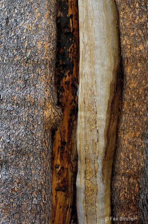 Tree Skin 2