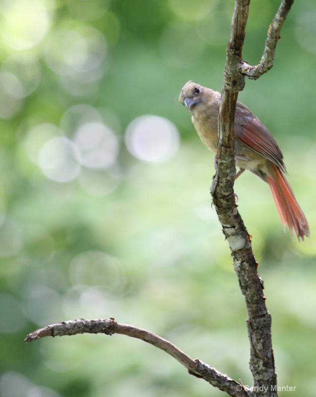 Good to Go - Juvenile Cardinal checking me out