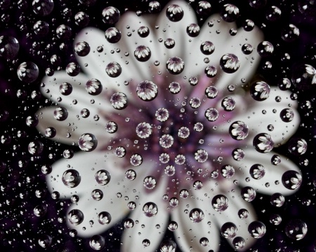 Flower Droplets
