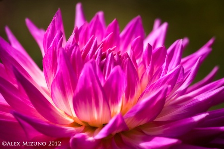 PURPLE FLAME