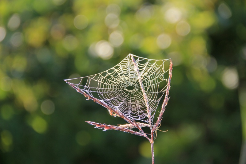 Oh, what webs we weave …