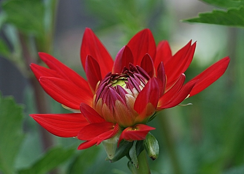 Red Dahlia