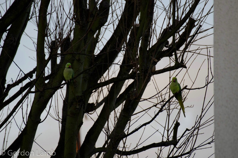Parakeets in London 