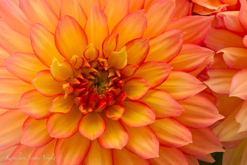 Dahlia