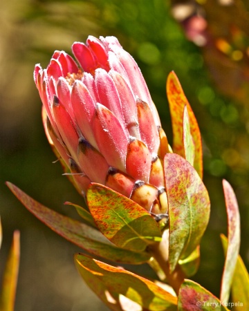 Santa Cruz Botanical Garden 