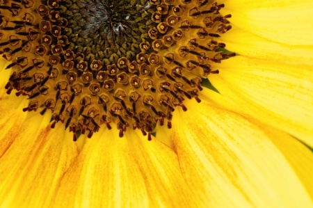 Seattle Sunflower Close-Up
