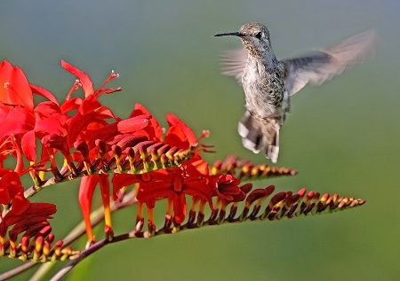 Anna's Hummingbird And Crocosmia 3