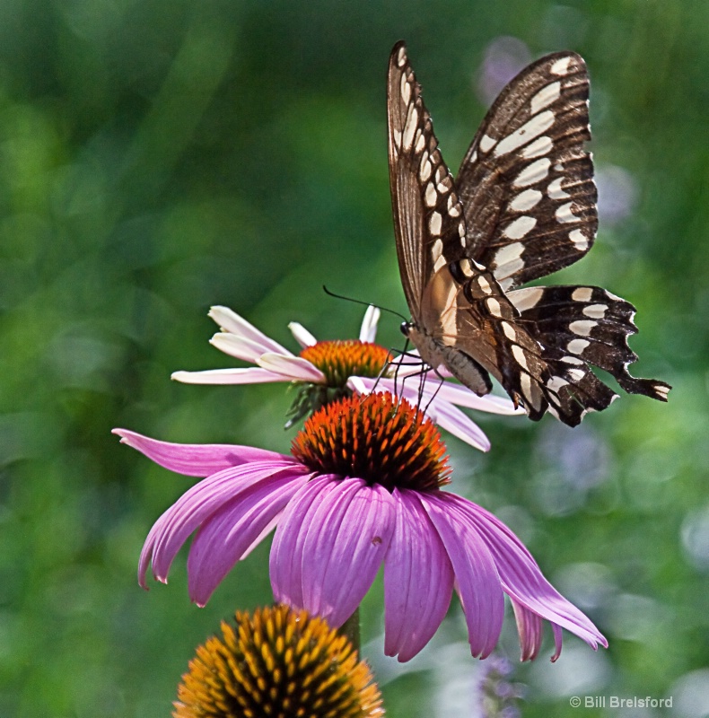 BUTTERFLY & CONE FLOWER