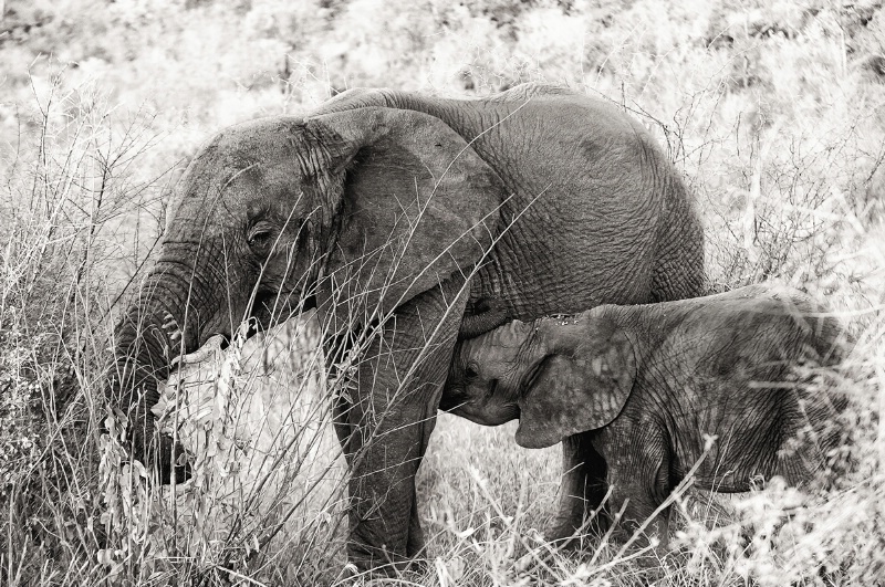 Elephant and her calf