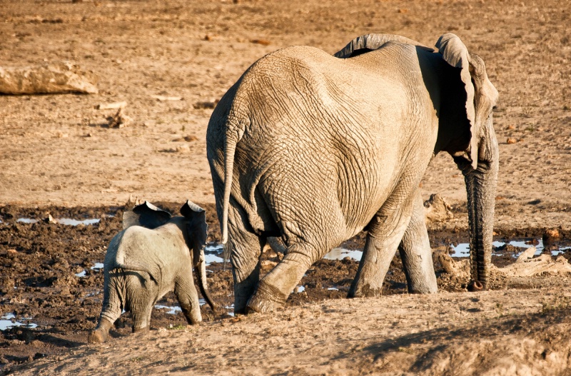 Elephant and her calf