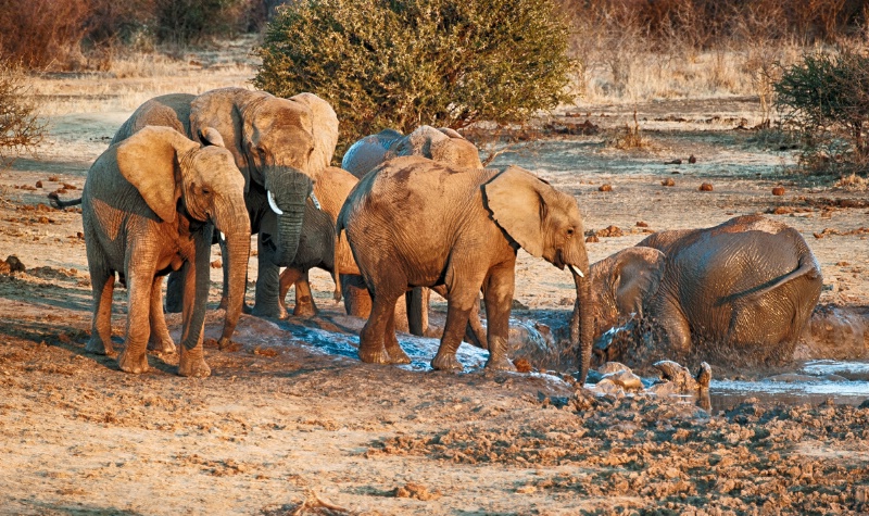 Elephants frolicking in mud