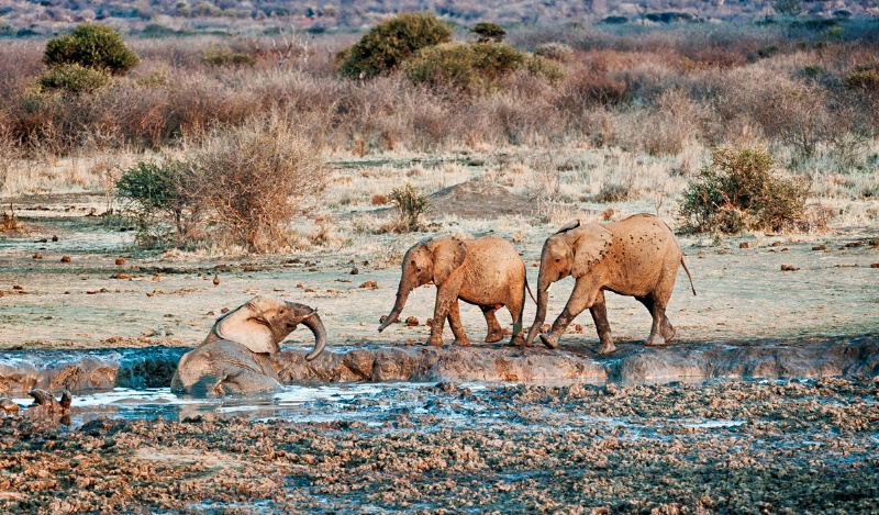Elephants taking mud bath