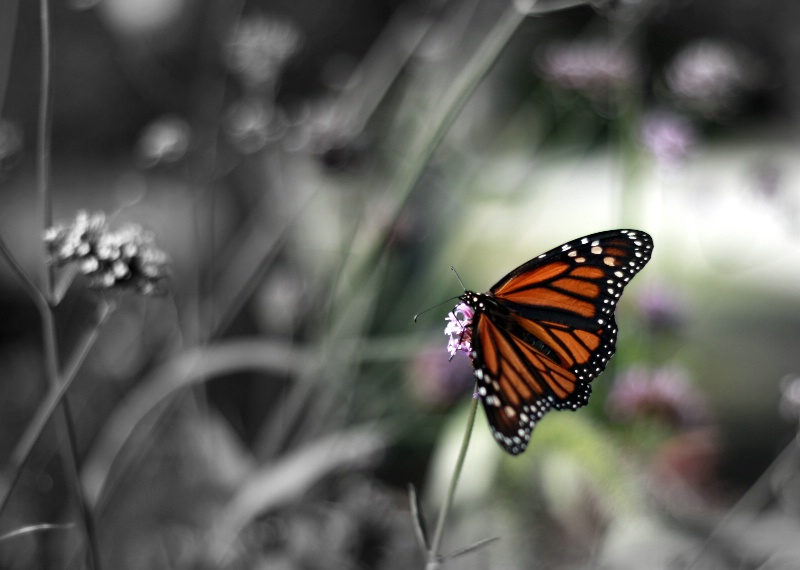 beautiful butterfly_KT
