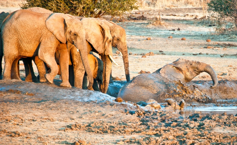 Elephants frolicking in mud
