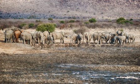 Elephant herd coming to drink