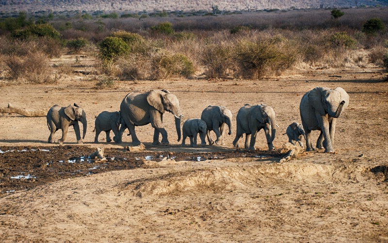 Elephant herd coming to drink