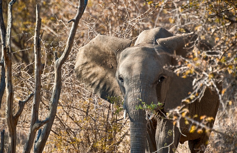 Elephant in distress