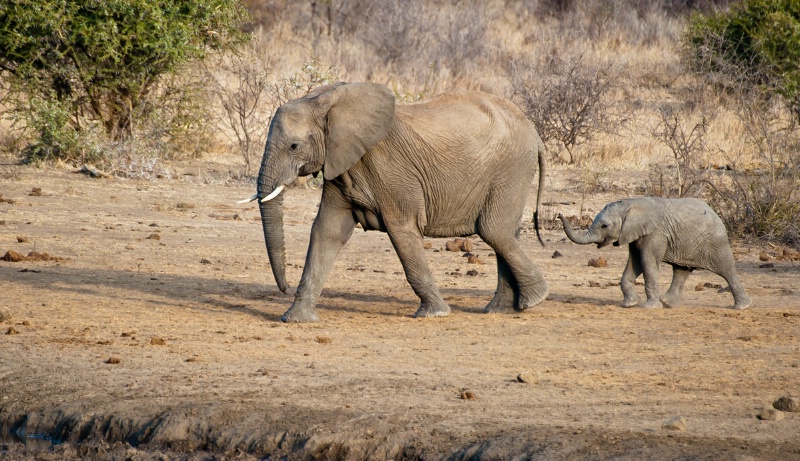Big and small.  Elephant and her calf