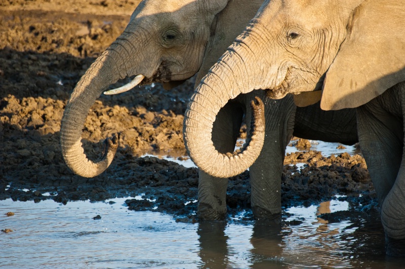 Elephants take a drink