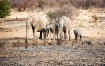 Elephants at wate...