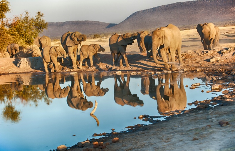 Elephants reflected in watering hole