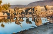 Elephants reflect...