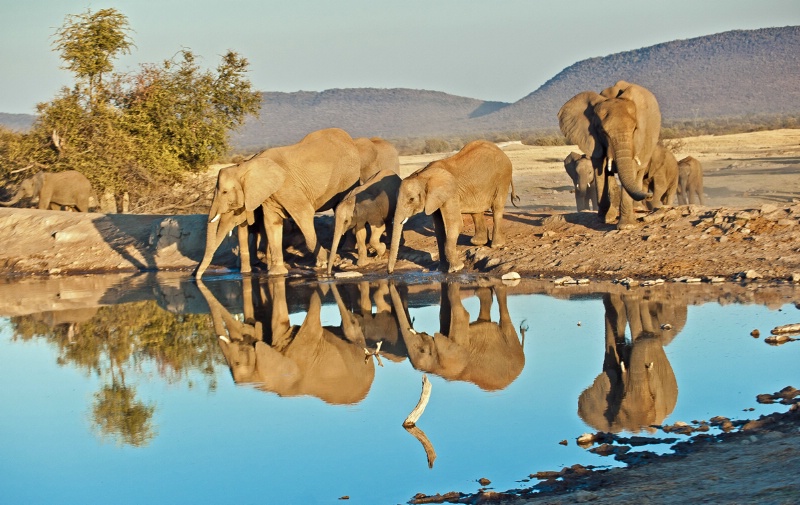 Elephants reflected in watering hole