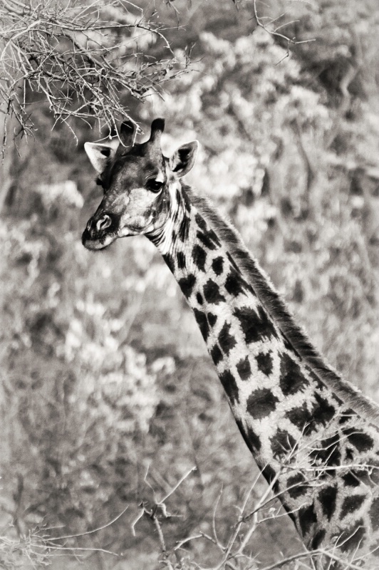 Giraffe neck, B&W