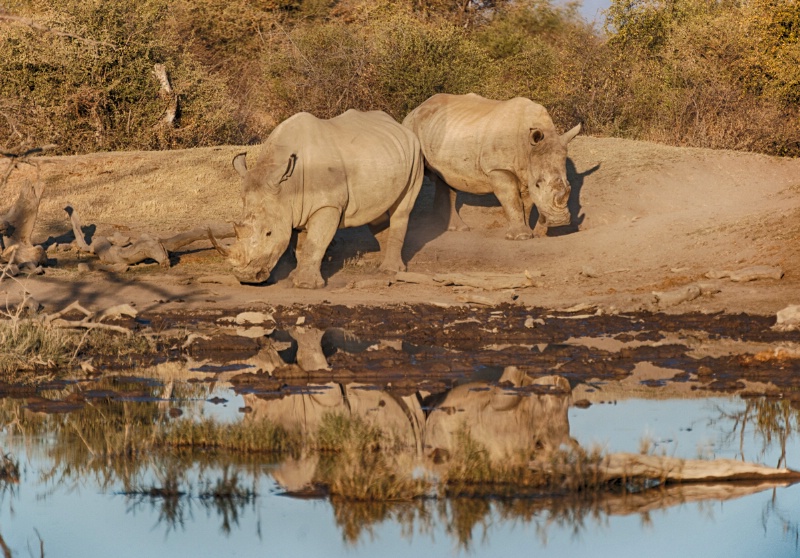 Rhinos reflected
