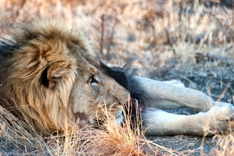Lazy lion #2