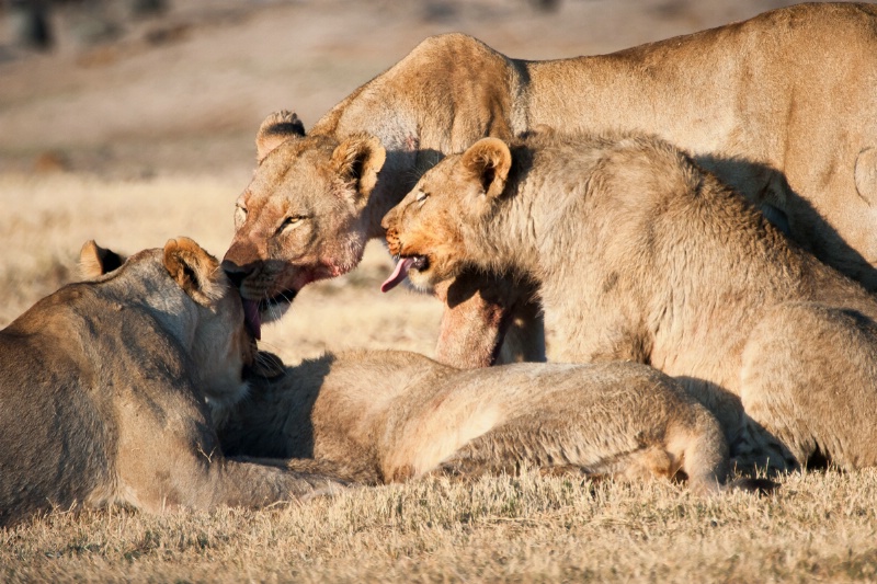 Lions clean up after feast