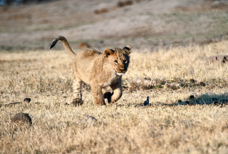 Lion cub at play
