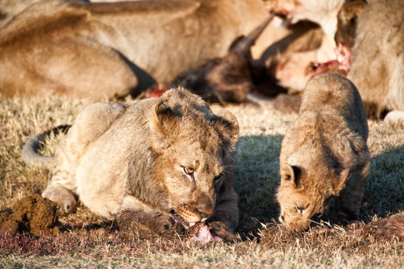 Lion cubs get to eat