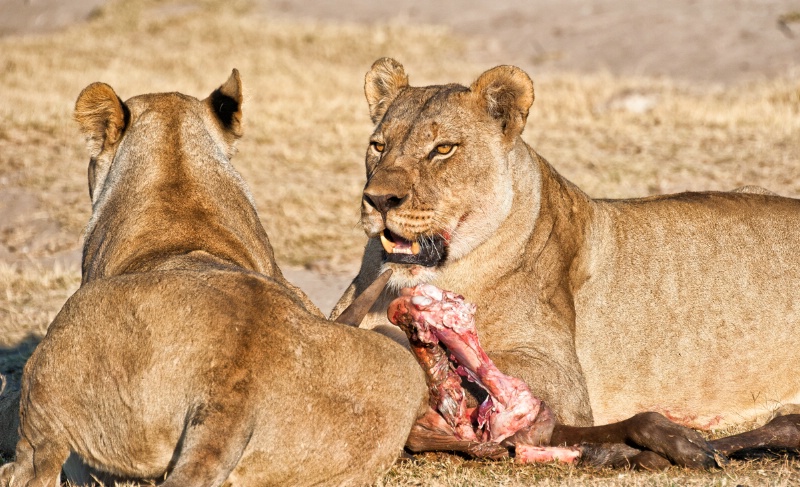 Lions finishing dinner