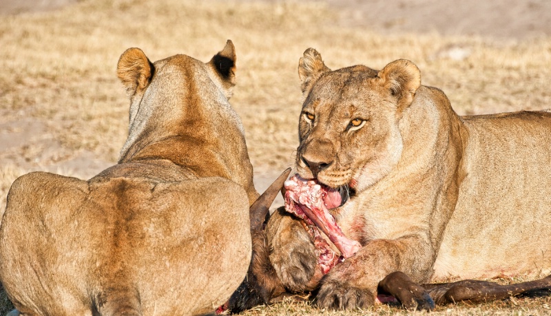 Lions dining out