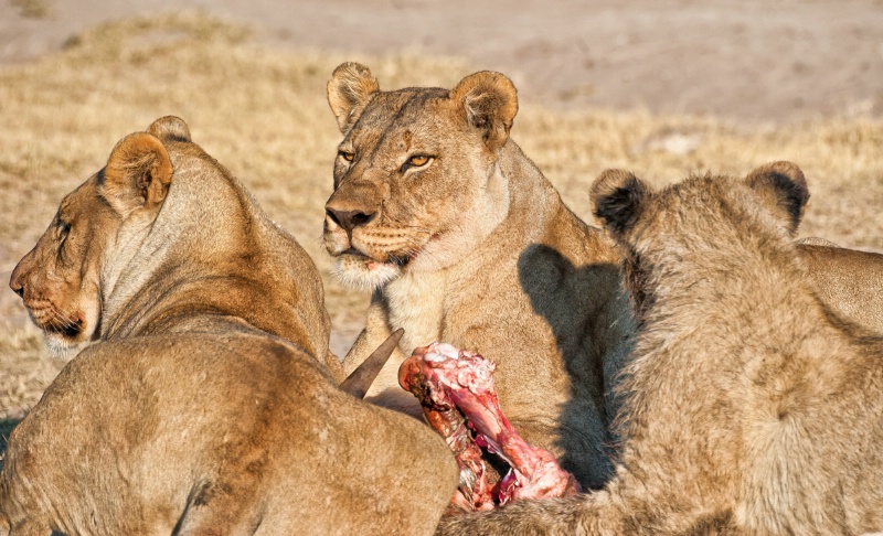 Lions finishing their dinner