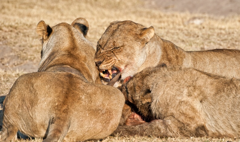 Lions finishing their dinner