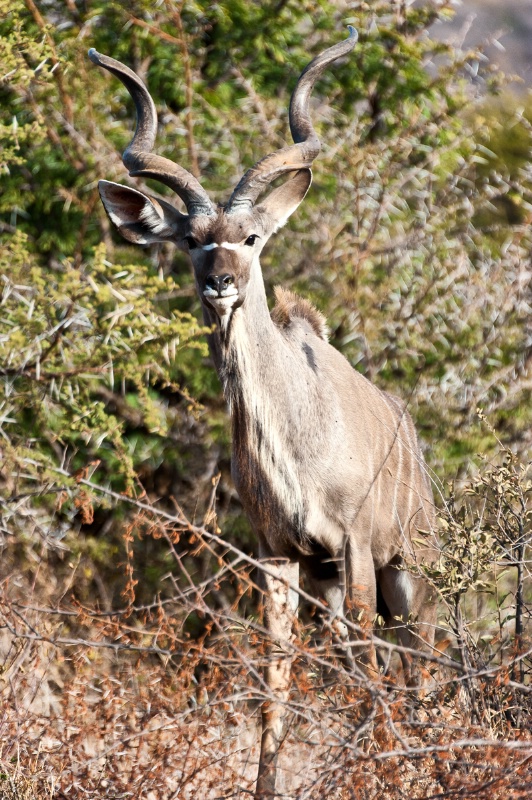 A male kudu