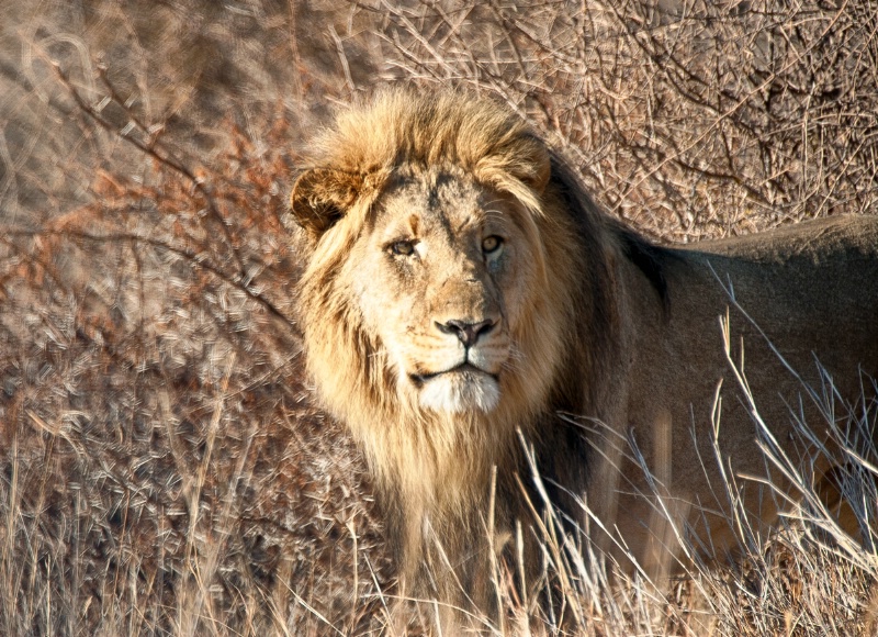 Male lion looks out