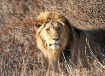 Male lion looks o...